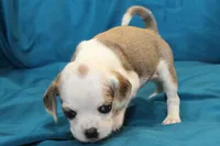 Duchess, a female Puggle for sale in Clarkson, KY – 2 of 8