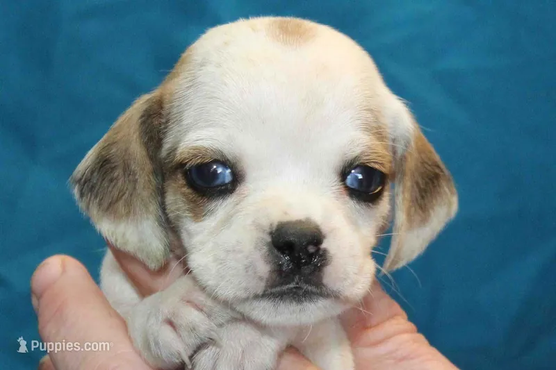 Duchess – Puggle puppy for sale in Clarkson, KY