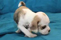 Duchess, a female Puggle for sale in Clarkson, KY – 3 of 8