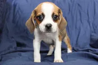 Jasper, a male Puggle for sale in Clarkson, KY – 3 of 8