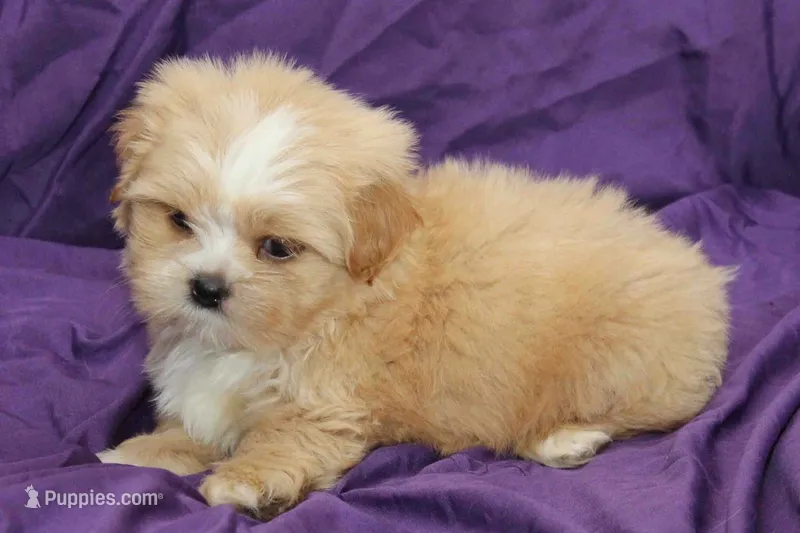Winston  – Shihpoo, Shih Tzu puppy for sale in Clarkson, KY