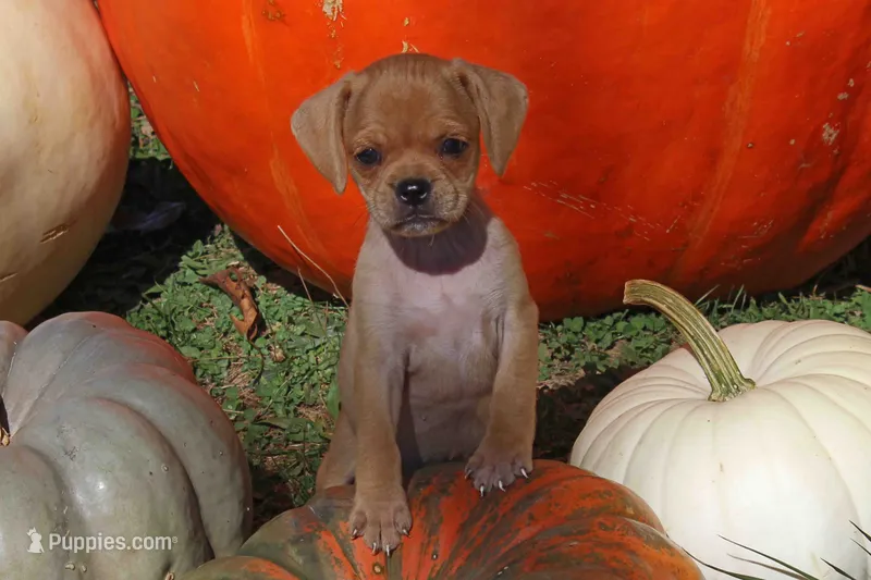 Yoda – Puggle puppy for sale in Clarkson, KY