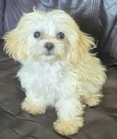 Eli 2.5 lbs, a male Shihpoo for sale in Clarkson, KY – 2 of 7