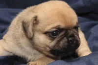 Squeak, a male Pug for sale in Clarkson, KY – 2 of 6