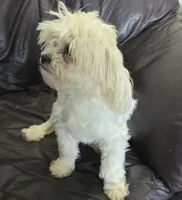 Libby, a female Shihpoo for sale in Clarkson, KY – 6 of 10