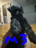 Standard Schnauzer pup, a male Standard Schnauzer for sale in Port Richey, FL – 2 of 2
