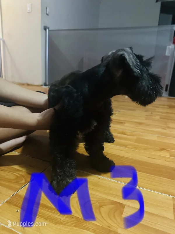 Standard Schnauzer pup – Standard Schnauzer puppy for sale in Port Richey, FL