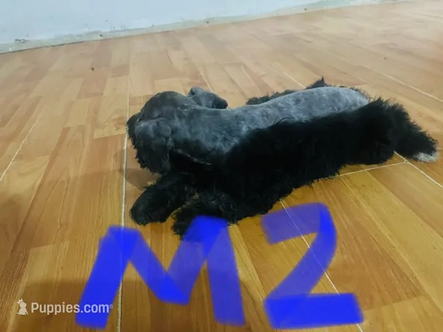 Standard schnauzer pup – Standard Schnauzer puppy for sale in Port Richey, FL