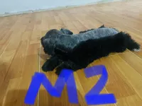 Standard schnauzer pup, a male Standard Schnauzer for sale in Port Richey, FL – 1 of 2