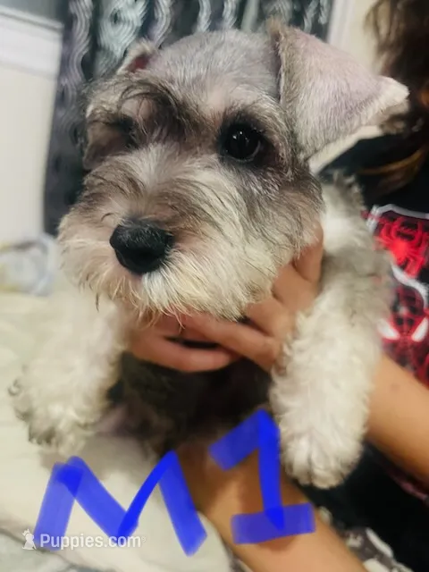 Standard schnauzer pup – Standard Schnauzer puppy for sale in Port Richey, FL