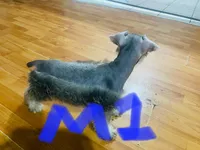Standard schnauzer pup, a male Standard Schnauzer for sale in Port Richey, FL – 2 of 3