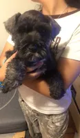 Standard schnauzer pup, a male Standard Schnauzer for sale in Port Richey, FL – 2 of 2