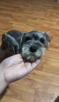 Standard schnauzer pup, a male Standard Schnauzer for sale in Port Richey, FL – 3 of 3