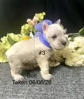AKC Bolt, a male Miniature Schnauzer for sale in Antlers, OK – 2 of 8