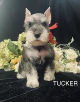 AKC Tucker, a male Miniature Schnauzer for sale in Antlers, OK – 5 of 6