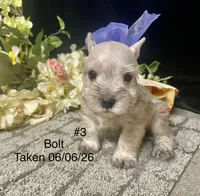 AKC Bolt, a male Miniature Schnauzer for sale in Antlers, OK – 3 of 8
