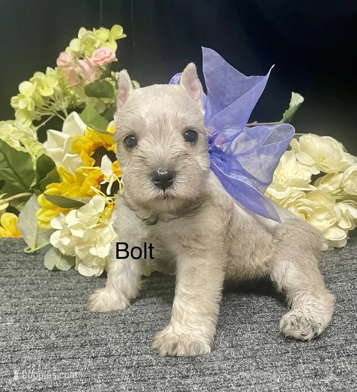 AKC Bolt – Miniature Schnauzer puppy for sale in Antlers, OK