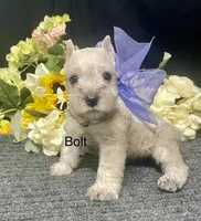 AKC Bolt, a male Miniature Schnauzer for sale in Antlers, OK – 1 of 8