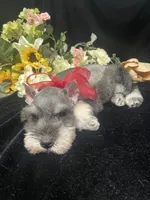 AKC Tucker, a male Miniature Schnauzer for sale in Antlers, OK – 6 of 6