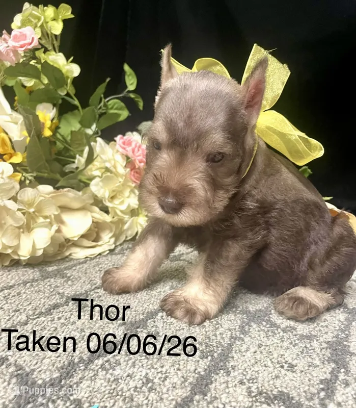 AKC Thor – Miniature Schnauzer puppy for sale in Antlers, OK