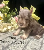 AKC Thor, a male Miniature Schnauzer for sale in Antlers, OK – 1 of 6