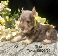 AKC Thor, a male Miniature Schnauzer for sale in Antlers, OK – 5 of 6