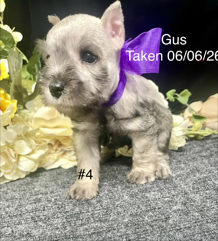 AKC Little Gus – Miniature Schnauzer puppy for sale in Antlers, OK