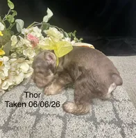 AKC Thor, a male Miniature Schnauzer for sale in Antlers, OK – 3 of 6