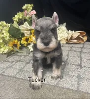 AKC Tucker, a male Miniature Schnauzer for sale in Antlers, OK – 5 of 7