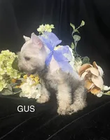 AKC Little Gus, a male Miniature Schnauzer for sale in Antlers, OK – 2 of 6