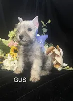 AKC Little Gus, a male Miniature Schnauzer for sale in Antlers, OK – 4 of 6