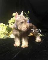 AKC Thor, a male Miniature Schnauzer for sale in Antlers, OK – 3 of 6