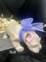 AKC Bolt, a male Miniature Schnauzer for sale in Antlers, OK – 8 of 8