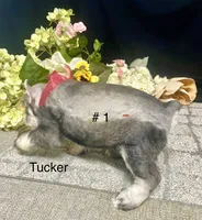 AKC Tucker, a male Miniature Schnauzer for sale in Antlers, OK – 6 of 7