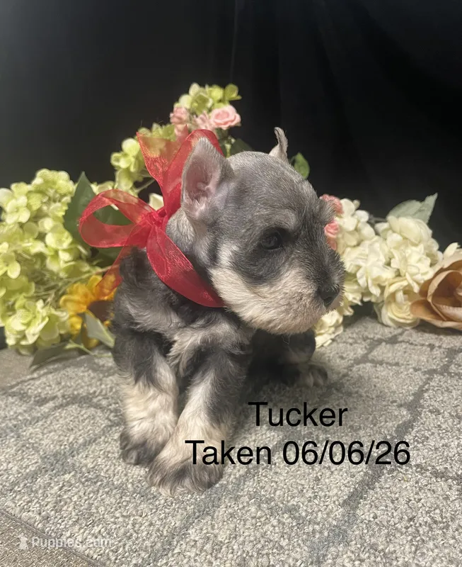 AKC Tucker – Miniature Schnauzer puppy for sale in Antlers, OK