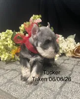 AKC Tucker, a male Miniature Schnauzer for sale in Antlers, OK – 1 of 7