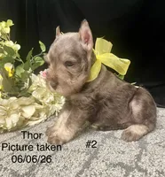 AKC Thor, a male Miniature Schnauzer for sale in Antlers, OK – 4 of 6