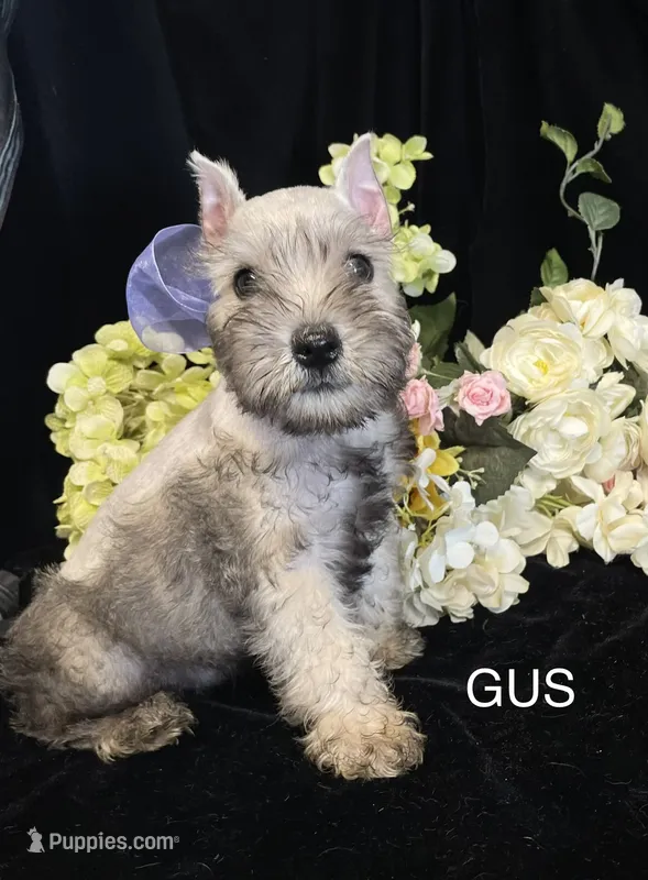 AKC Little Gus – Miniature Schnauzer puppy for sale in Antlers, OK