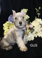 AKC Little Gus, a male Miniature Schnauzer for sale in Antlers, OK – 1 of 6