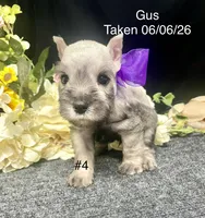 AKC Little Gus, a male Miniature Schnauzer for sale in Antlers, OK – 4 of 4