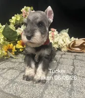 AKC Tucker, a male Miniature Schnauzer for sale in Antlers, OK – 2 of 7