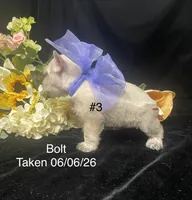 AKC Bolt, a male Miniature Schnauzer for sale in Antlers, OK – 5 of 8