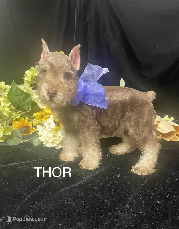 AKC Thor – Miniature Schnauzer puppy for sale in Antlers, OK
