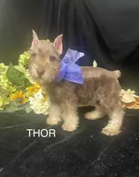 AKC Thor, a male Miniature Schnauzer for sale in Antlers, OK – 1 of 6