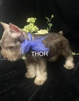 AKC Thor, a male Miniature Schnauzer for sale in Antlers, OK – 6 of 6