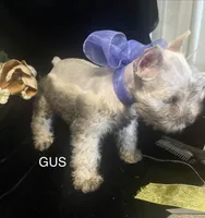 AKC Little Gus, a male Miniature Schnauzer for sale in Antlers, OK – 3 of 6