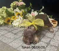 AKC Thor, a male Miniature Schnauzer for sale in Antlers, OK – 2 of 6