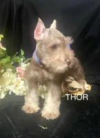 AKC Thor, a male Miniature Schnauzer for sale in Antlers, OK – 2 of 6