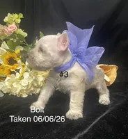 AKC Bolt, a male Miniature Schnauzer for sale in Antlers, OK – 6 of 8