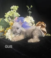 AKC Little Gus, a male Miniature Schnauzer for sale in Antlers, OK – 5 of 6